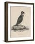 Megalus Cassinii, Litho by J.T. Bowen, 1850-William E. Hitchcock-Framed Giclee Print