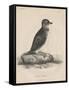 Megalus Cassinii, Litho by J.T. Bowen, 1850-William E. Hitchcock-Framed Stretched Canvas