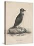 Megalus Cassinii, Litho by J.T. Bowen, 1850-William E. Hitchcock-Stretched Canvas