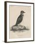 Megalus Cassinii, Litho by J.T. Bowen, 1850-William E. Hitchcock-Framed Giclee Print