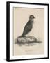 Megalus Cassinii, Litho by J.T. Bowen, 1850-William E. Hitchcock-Framed Giclee Print