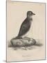 Megalus Cassinii, Litho by J.T. Bowen, 1850-William E. Hitchcock-Mounted Giclee Print