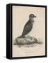 Megalus Cassinii, Litho by J.T. Bowen, 1850-William E. Hitchcock-Framed Stretched Canvas