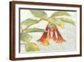 Brown Frame