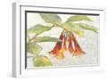 White Frame