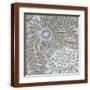 Brown Frame