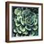 Brown Frame