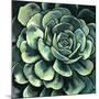 Wood Mount