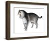 Megantereon Dirktooth Cat-null-Framed Photographic Print