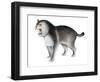 Megantereon Dirktooth Cat-null-Framed Photographic Print