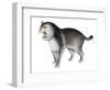 Megantereon Dirktooth Cat-null-Framed Photographic Print