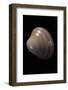 Megapitaria Squalida-Paul Starosta-Framed Photographic Print