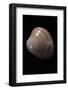 Megapitaria Squalida-Paul Starosta-Framed Photographic Print