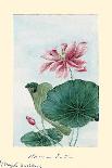 Kiku-Chrysanthemum-Megata Morikaga-Art Print