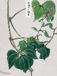 Kiku-Chrysanthemum-Megata Morikaga-Art Print
