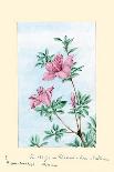 Tsutsuji Rhododendron Judicum-Azalea-Megata Morikaga-Art Print