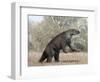 Megatherium Animal from the Pleistocene Epoch of South America-Stocktrek Images-Framed Art Print