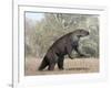 Megatherium Animal from the Pleistocene Epoch of South America-Stocktrek Images-Framed Art Print