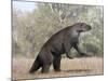 Megatherium Animal from the Pleistocene Epoch of South America-Stocktrek Images-Mounted Art Print