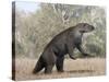 Megatherium Animal from the Pleistocene Epoch of South America-Stocktrek Images-Stretched Canvas