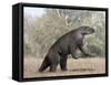 Megatherium Animal from the Pleistocene Epoch of South America-Stocktrek Images-Framed Stretched Canvas