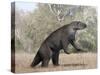 Megatherium Animal from the Pleistocene Epoch of South America-Stocktrek Images-Stretched Canvas