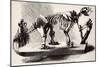 Megatherium Skeleton at the British Museum-null-Mounted Giclee Print