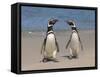 Megellanic Penguin on the beach, Falkland Islands-Keren Su-Framed Stretched Canvas