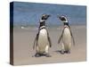 Megellanic Penguin on the beach, Falkland Islands-Keren Su-Stretched Canvas