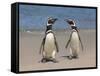 Megellanic Penguin on the beach, Falkland Islands-Keren Su-Framed Stretched Canvas