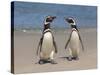 Megellanic Penguin on the beach, Falkland Islands-Keren Su-Stretched Canvas