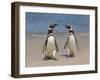 Megellanic Penguin on the beach, Falkland Islands-Keren Su-Framed Photographic Print