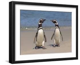 Megellanic Penguin on the beach, Falkland Islands-Keren Su-Framed Photographic Print