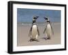 Megellanic Penguin on the beach, Falkland Islands-Keren Su-Framed Photographic Print