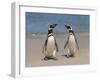 Megellanic Penguin on the beach, Falkland Islands-Keren Su-Framed Photographic Print