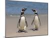 Megellanic Penguin on the beach, Falkland Islands-Keren Su-Mounted Photographic Print