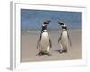 Megellanic Penguin on the beach, Falkland Islands-Keren Su-Framed Photographic Print