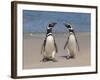 Megellanic Penguin on the beach, Falkland Islands-Keren Su-Framed Photographic Print