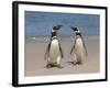 Megellanic Penguin on the beach, Falkland Islands-Keren Su-Framed Photographic Print