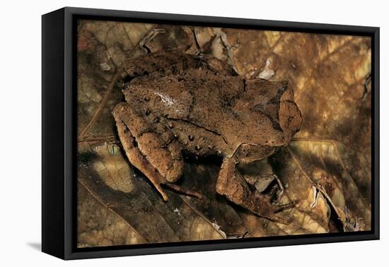 Megophrys Longipes-Paul Starosta-Framed Stretched Canvas