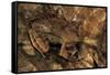 Megophrys Longipes-Paul Starosta-Framed Stretched Canvas