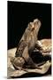 Megophrys Longipes-Paul Starosta-Mounted Premium Photographic Print