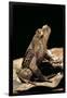 Megophrys Longipes-Paul Starosta-Framed Premium Photographic Print