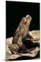 Megophrys Longipes-Paul Starosta-Mounted Photographic Print