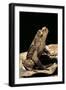 Megophrys Longipes-Paul Starosta-Framed Photographic Print