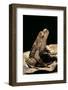 Megophrys Longipes-Paul Starosta-Framed Photographic Print