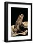 Megophrys Longipes-Paul Starosta-Framed Photographic Print