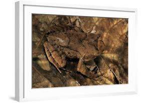 Megophrys Longipes-Paul Starosta-Framed Photographic Print