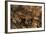 Megophrys Longipes-Paul Starosta-Framed Photographic Print