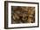 Megophrys Longipes-Paul Starosta-Framed Photographic Print